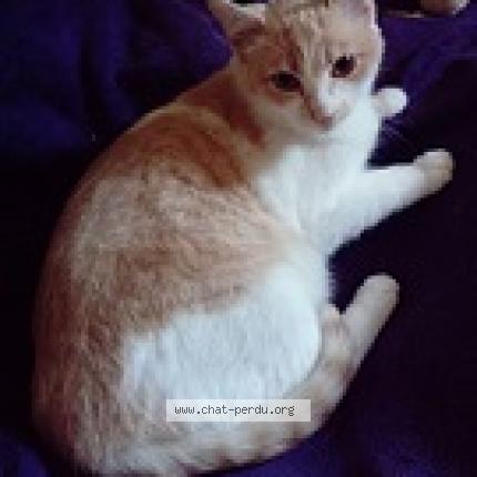 Foto 2/3 Medley Chat perdido en La rochelle