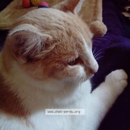 Foto 3/3 Medley Chat perdido en La rochelle