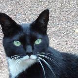 Foto del gato perdido en Vauclaix