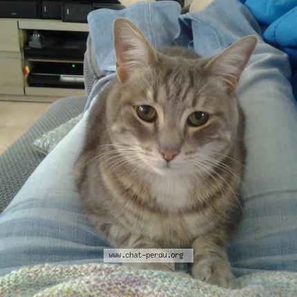 Foto 1/1 Pinpin Chat perdido en Montoir de bretagne