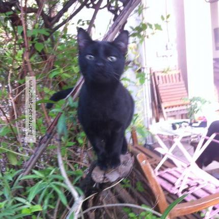 Foto 1/1 Sacha Chat perdido en Marseille