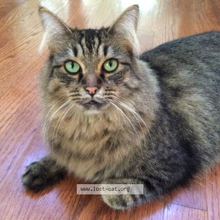 Foto 1/1 Simbah Chat perdido en Snellville