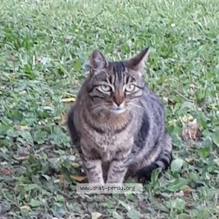 Foto 1/1 Gato encontrado Encontrado en Bron