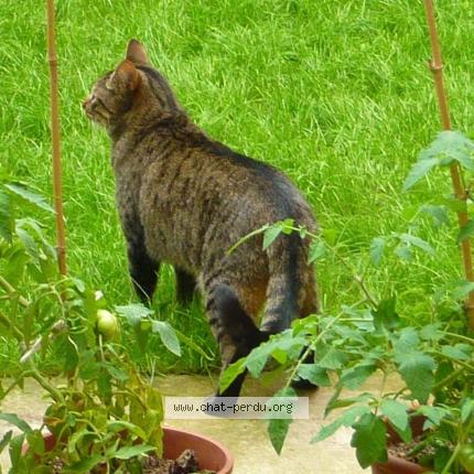 Foto 1/1 Chagallou Chat perdido en Strasbourg