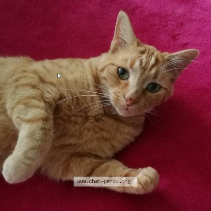 Foto 1/1 HAVANE Chat perdido en Nanteuil les meaux