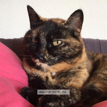 Foto 1/1 Minou Chat perdido en Ardon