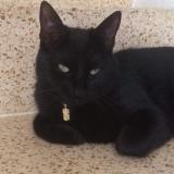 Foto del gato perdido en Muraz