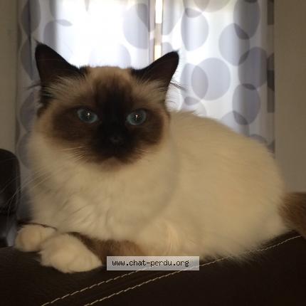 Foto 1/1 Nahitis Chat perdido en Arandon