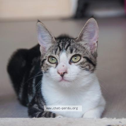 Foto 1/1 Nana Chat perdido en Villebois