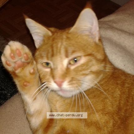 Foto 1/1 Manouck Chat perdido en Monts