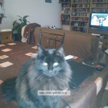 Foto 1/1 diabolo Chat perdido en Gujan mestras