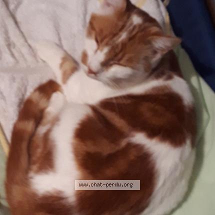 Foto 1/1 NOUGAT Chat perdido en Iteuil