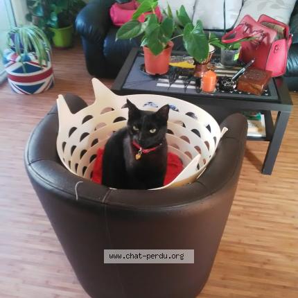 Foto 1/1 Love Chat perdido en Lorient