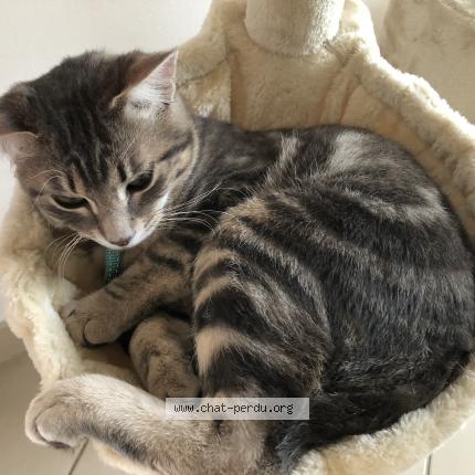 Foto 1/1 Byron Chat perdido en Nailloux