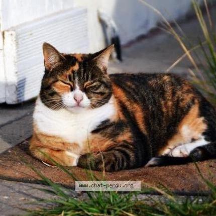 Foto 1/1 Fidji Chat perdido en Merignac