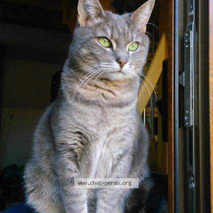 Foto 1/1 TITI Chat perdido en Ernolsheim les saverne