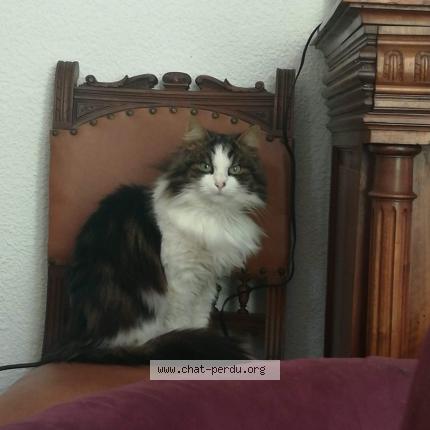 Foto 1/1 tikife Chat perdido en Cavaillon