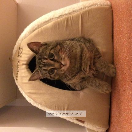 Foto 1/1 Zara Chat perdido en St medard en jalles