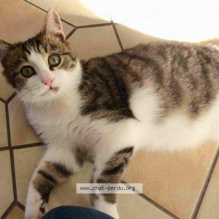 Foto 1/1 "MOUSTACHE" Chat perdido en Sene