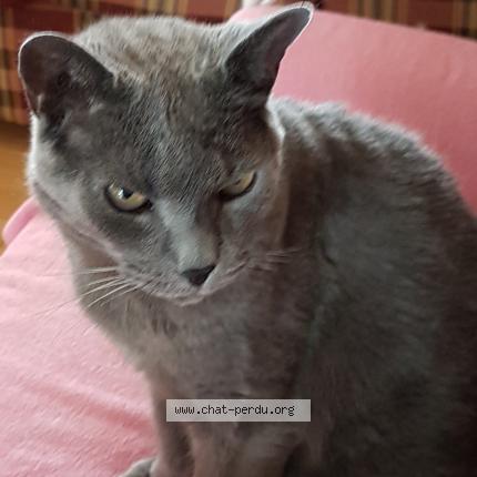 Foto 1/1 Shadow Chat perdido en Quebec