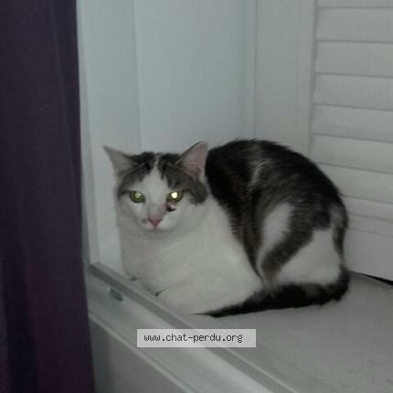 Foto 1/1 Néli Chat perdido en Clarafond arcine