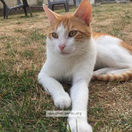 Foto 1/1 Foxy Chat perdido en Tracy le mont