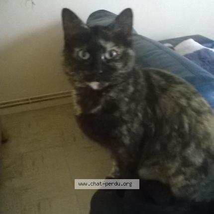 Foto 1/1 Agathe Chat perdido en Lannion