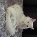 Foto del gato perdido en La Crau La Moutonne