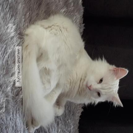 Foto 1/1 ISIS Chat perdido en La crau la moutonne