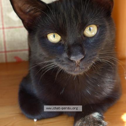 Foto 1/1 Obeline Chat perdido en Bordeaux