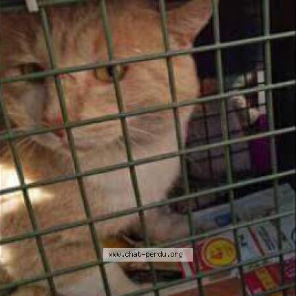 Foto 1/1 CREAMY Chat perdido en Chignin