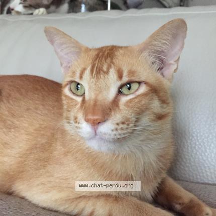 Foto 1/1 Poppy Chat perdido en Paris