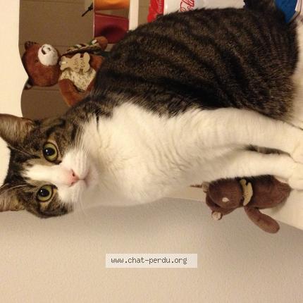 Foto 1/1 Bambou Chat perdido en Vouneuil sous biard