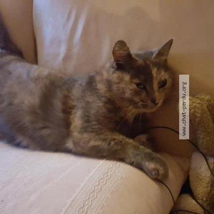 Foto 1/1 Lilie Chat perdido en Saint georges de reneins