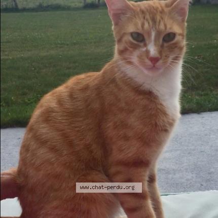 Foto 1/1 CASPER Chat perdido en Le temple de bretagne