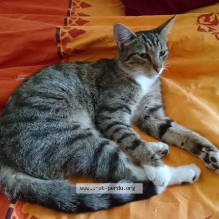 Foto 1/1 Pirate Chat perdido en Chemille en anjou