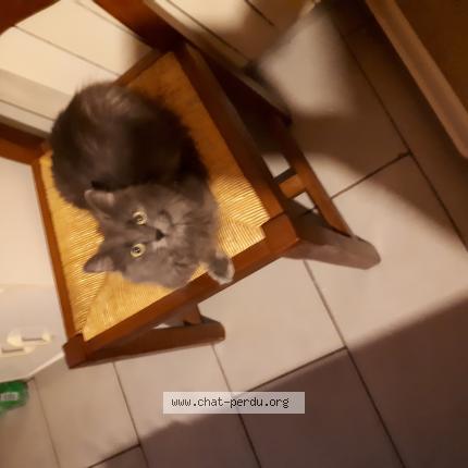 Foto 1/1 Melia Chat perdido en Saint genou