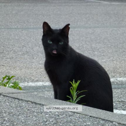 Foto 1/1 MINOU Chat perdido en Chambery
