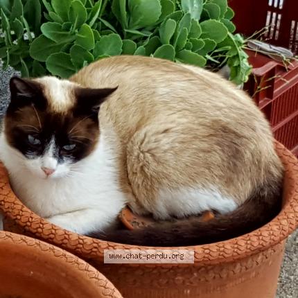 Foto 1/1 Babou Chat perdido en Ille sur tet