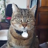 Foto del gato perdido en Eyrans