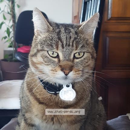 Foto 1/1 Happy Chat perdido en Eyrans