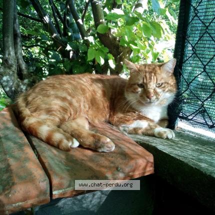 Foto 1/1 Eden Chat perdido en Jarville