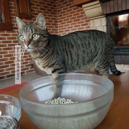 Foto 1/1 Mango Chat perdido en Houx