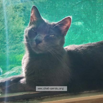 Foto 1/1 Shiva Chat perdido en Gastes