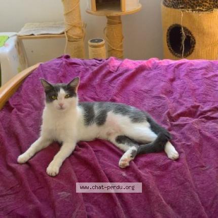 Foto 1/1 MERAZZE Chat perdido en Cognin