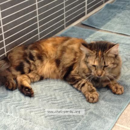 Foto 1/1 CHIPIE Chat perdido en Crisse