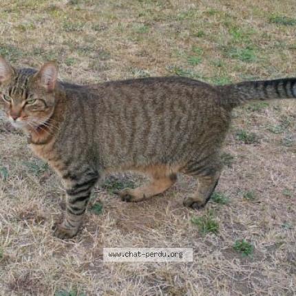 Foto 1/3 NELSON Chat perdido en Taverny