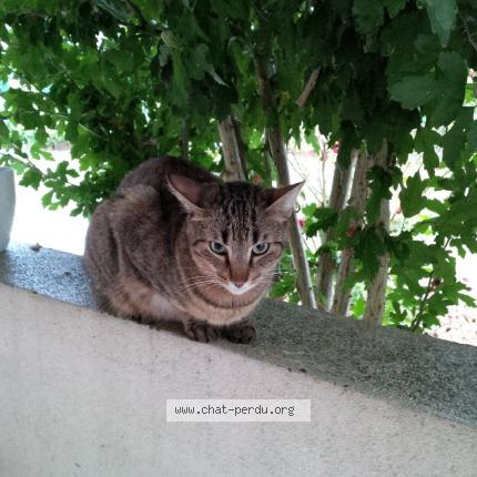 Foto 2/3 NELSON Chat perdido en Taverny