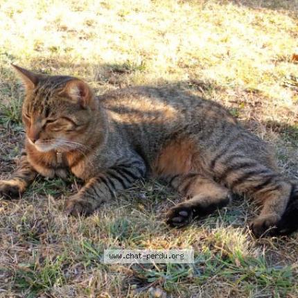 Foto 3/3 NELSON Chat perdido en Taverny