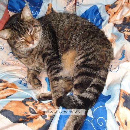 Foto 1/1 ULYSSE Chat perdido en Saint andre de la marche